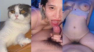 Kucing Peliharaan Terus Mengamati